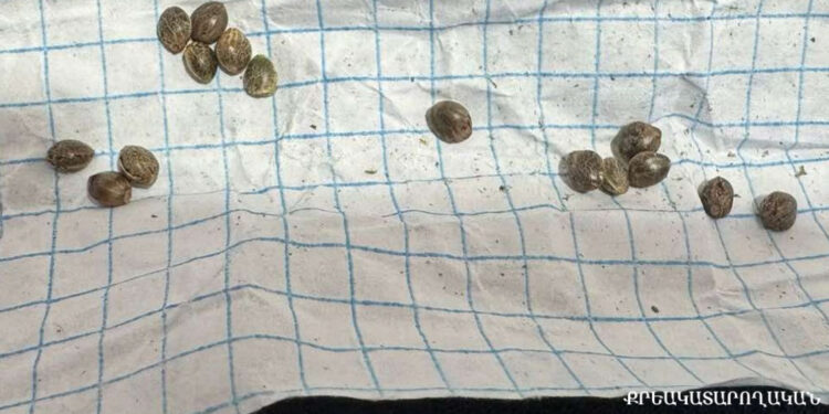 «Արմավիր» ՔԿՀ տեսակցության եկած քաղաքացու մոտից հայտնաբերվել են կանեփի սերմնահատիկներ