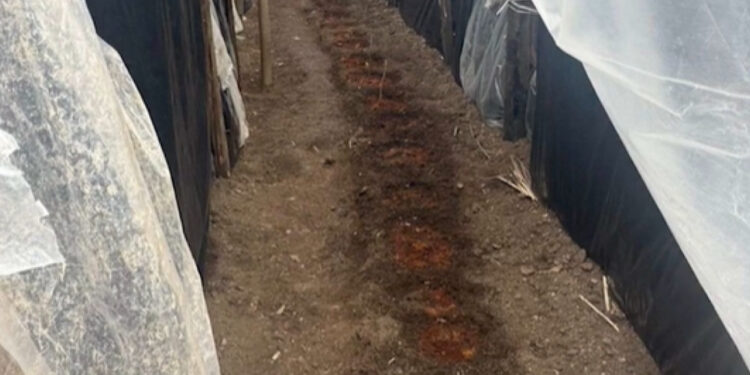 Կապանում ծխախոտի տուփերում և ջերմոցում հայտնաբերվել է կանեփ ու մարիխուանա