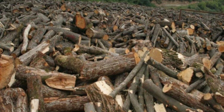 Իջևանում ապօրինի ծառահատման դեպք է բացահայտվել