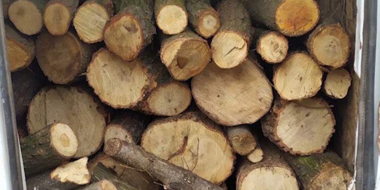 Ապօրինի ծառահատման կասկածանքով Ուրցաձորի բնակիչ է ձերբակալվել