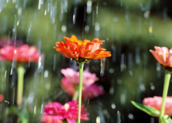 Սպասվում է անձրև, օդի ջերմաստիճանը կնվազի 4-5 աստիճանով