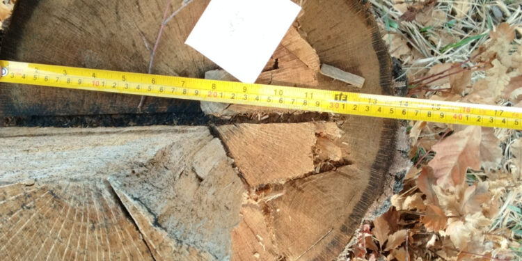 ԲԸՏՄ-ն Բուսաբանական այգում ծառահատումների վերաբերյալ վարույթի նյութերով հաղորդում է ներկայացրել ՔԿ․ վնասը գերազանցել է 16․5 մլն դրամը