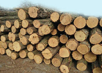 Դիլիջանում բացահայտվել են ապօրինի ծառահատման դեպքեր