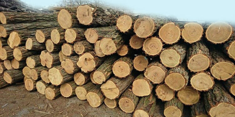 Դիլիջանում բացահայտվել են ապօրինի ծառահատման դեպքեր