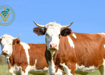 Կասեցվել է անհայտ ծագման կենդանիների մուտքը Հայաստան. ՍԱՏՄ