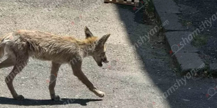 Աղվեսը մտել է Աբովյանի մանկապարտեզներից մեկը