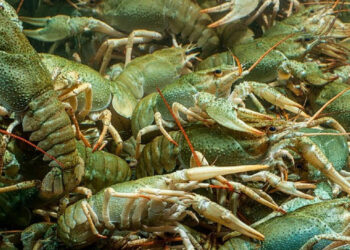 Արդյունաբերական խեցգետնաբուծության ծրագրով պետությունը փոխհատուցում է ներդրումների մինչև 50 տոկոսը