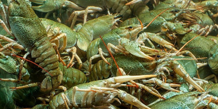 Արդյունաբերական խեցգետնաբուծության ծրագրով պետությունը փոխհատուցում է ներդրումների մինչև 50 տոկոսը