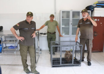 ՀՀ ՊՆ զինծառայողները փրկել են անդրկովկասյան գորշ արջի 4 ամսական հյուծված քոթոթին