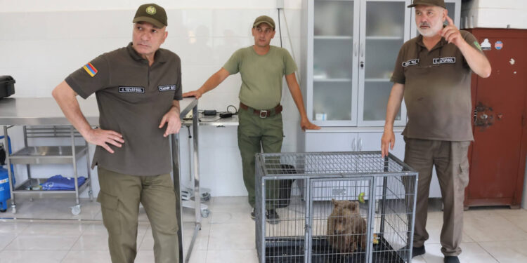 ՀՀ ՊՆ զինծառայողները փրկել են անդրկովկասյան գորշ արջի 4 ամսական հյուծված քոթոթին