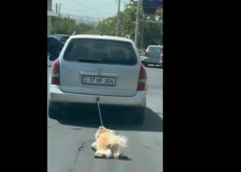 Շանը մեքենային կապած տղամարդը հայտնաբերվել և ձերբակալվել է. ՆԳՆ. տեսանյութ