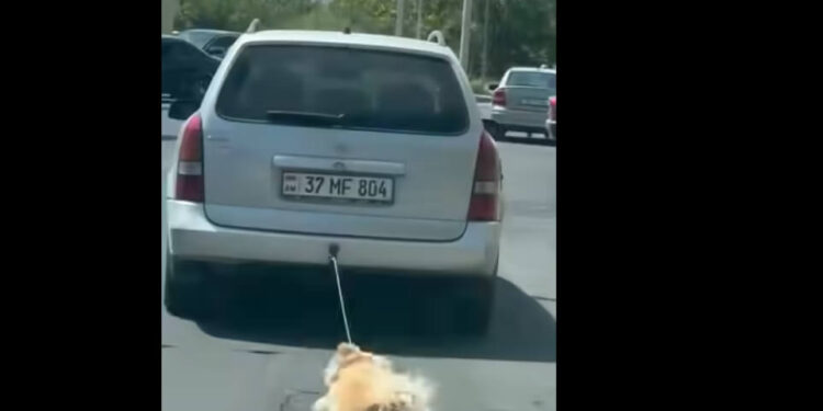 Շանը մեքենային կապած տղամարդը հայտնաբերվել և ձերբակալվել է. ՆԳՆ. տեսանյութ