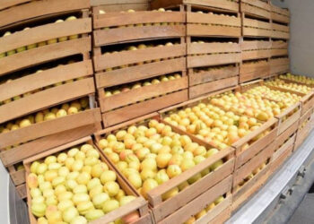 «Հունիսի 1-ից հուլիսի 24-ը Հայաստանից ՌԴ տարածք է մտել ծիրանով բեռնված 2.240 բեռնատար». Գևորգ Պապոյան