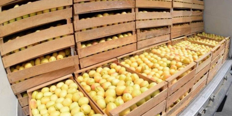 «Հունիսի 1-ից հուլիսի 24-ը Հայաստանից ՌԴ տարածք է մտել ծիրանով բեռնված 2.240 բեռնատար». Գևորգ Պապոյան