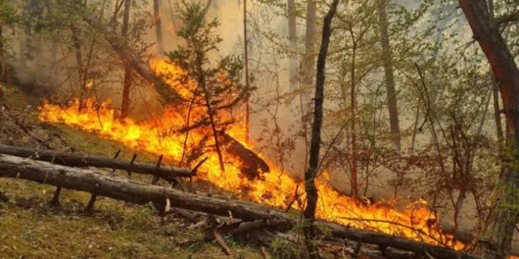 Թուրքիայում անտառային հրդեհները մարել չի հաջողվում