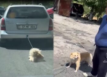 Շանը Օփելի հետևից կապած ու քարշ տված տղամարդու առաջին դատը. ՈւՂԻՂ