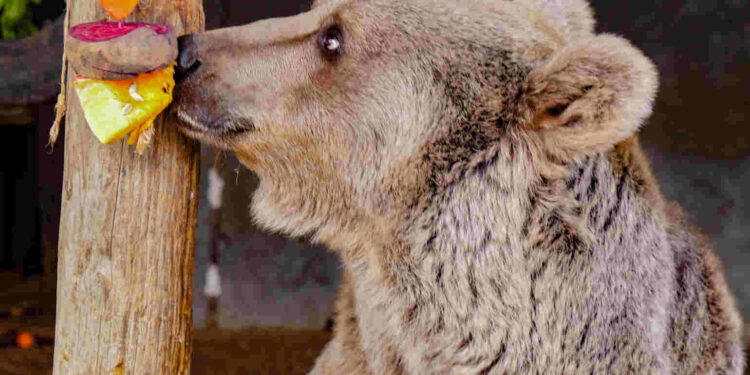 Գորշ արջը փրկվել է Հանքավանի հյուրանոցային համալիրներից մեկից