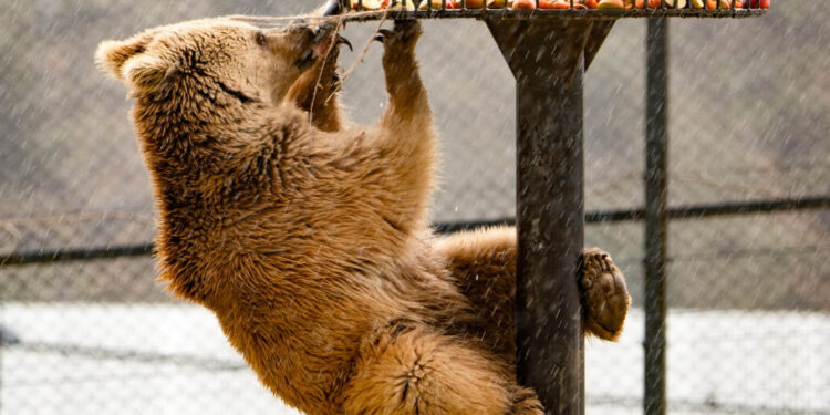 Նանար անունով արջը Ծաղկաձորի ռեստորանից տեղափոխվել է Վայրի կենդանիների փրկարար կենտրոն