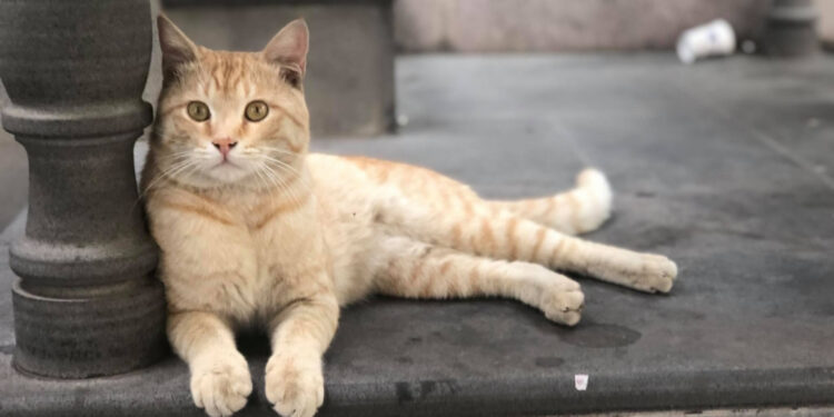 ԱԺ հանձնաժողովը հավանություն տվեց կենդանիների նկատմամբ պատասխանատու վերաբերմունքի մասին օրենքին