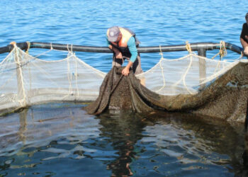 2025 թ-ի նոյեմբերի 20-ից մինչև 2026 թ-ի փետրվարի 1-ը Սևանա լճում արգելվում է սիգի արդյունագործական որսը