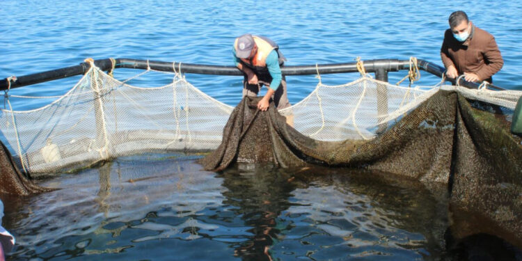 2025 թ-ի նոյեմբերի 20-ից մինչև 2026 թ-ի փետրվարի 1-ը Սևանա լճում արգելվում է սիգի արդյունագործական որսը