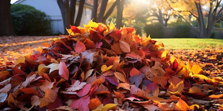 Տերևաթափից առաջացած թափոններն այրելն արգելվում է օրենքով. ԲԸՏՄ