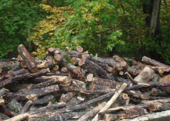 Սյունիքի մարզի պարեկներն ապօրինի ծառահատման դեպք են բացահայտել