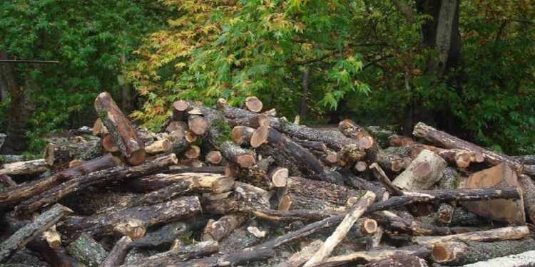 Սյունիքի մարզի պարեկներն ապօրինի ծառահատման դեպք են բացահայտել