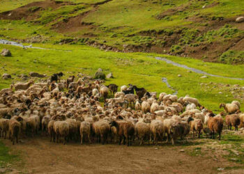 Ապարանում գողացել են 39-ամյա քաղաքացուն պատկանող 253 գլուխ ոչխար