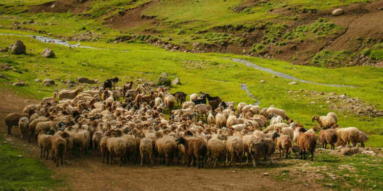 Ապարանում գողացել են 39-ամյա քաղաքացուն պատկանող 253 գլուխ ոչխար