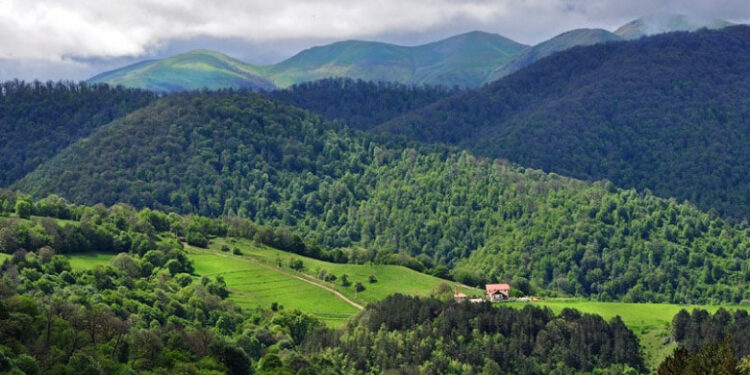 Ինչո՞ւ է Հայաստանը ձախողվել անտառապատման ու անտառապահպանման հարցում. «Փաստ»