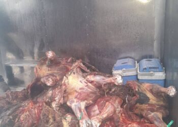 Երևանում և Վանաձորում հայտնաբերվել է անհայտ ծագման 965 կգ ձիու միս. կանխվել է իրացումը