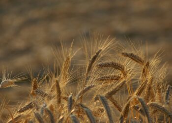 Կառավարությունը ժամանակավոր արգելել է մի շարք գյուղմթերքների արտահանումը ԵԱՏՄ-ից դուրս երկրներ
