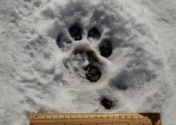 «Զանգեզուր» կենսոլորտային համալիրում արձանագրվել են ընձառյուծի թարմ հետքեր