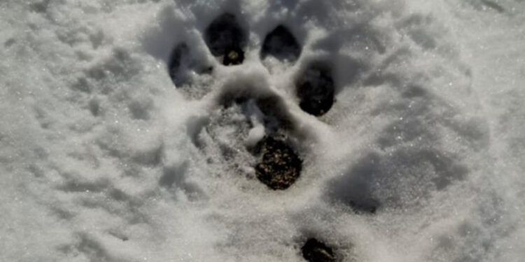 «Զանգեզուր» կենսոլորտային համալիրում արձանագրվել են ընձառյուծի թարմ հետքեր