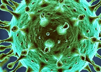 Նիպահ վիրուս․ ինչ պետք է իմանան Հայաստանի քաղաքացիները