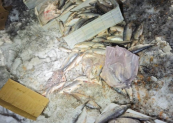 Բացահայտվել են սիգի ապօրինի որսի և տեղափոխման նոր դեպքեր