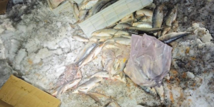 Բացահայտվել են սիգի ապօրինի որսի և տեղափոխման նոր դեպքեր