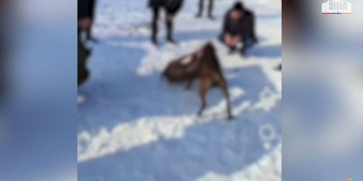 Համայնքային ոստիկանները շնամարտ կազմակերպած տղամարդկանց ներկայացրել են նախաքննական մարմին