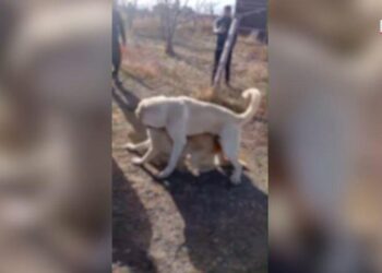 Ոստիկանները շնամարտ կազմակերպելու դեպք են բացահայտել