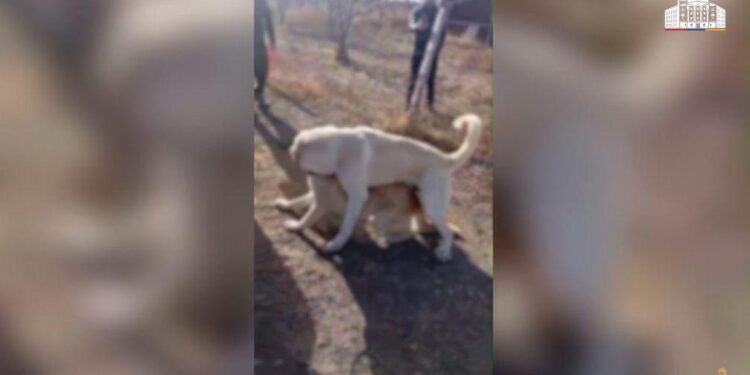 Ոստիկանները շնամարտ կազմակերպելու դեպք են բացահայտել