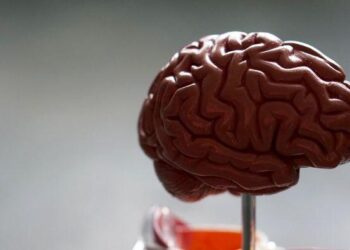 Ուղեղի բուժման անսպասելի բանալին․ գիտնականները այն գտել են աղիքներում