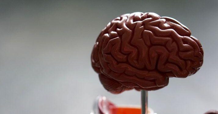 Ուղեղի բուժման անսպասելի բանալին․ գիտնականները այն գտել են աղիքներում