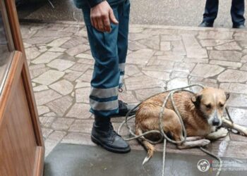 Փրկարարները շանը դուրս են բերել Աղստև գետից