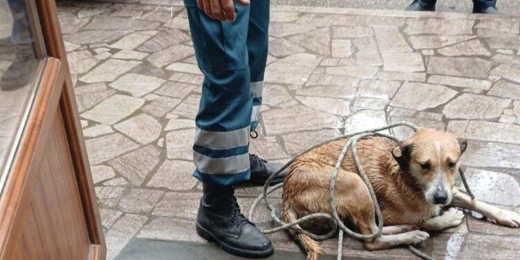 Փրկարարները շանը դուրս են բերել Աղստև գետից