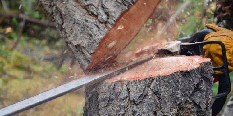 Տավուշում «սև բիզնեսը» բացահայտվել է․ 4 անձ բերման է ենթարկվել