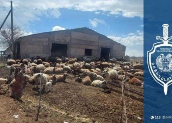 22-ամյա երիտասարդը փախցրել է ոչխարներով մեքենա, ապա վաճառել կենդանիները