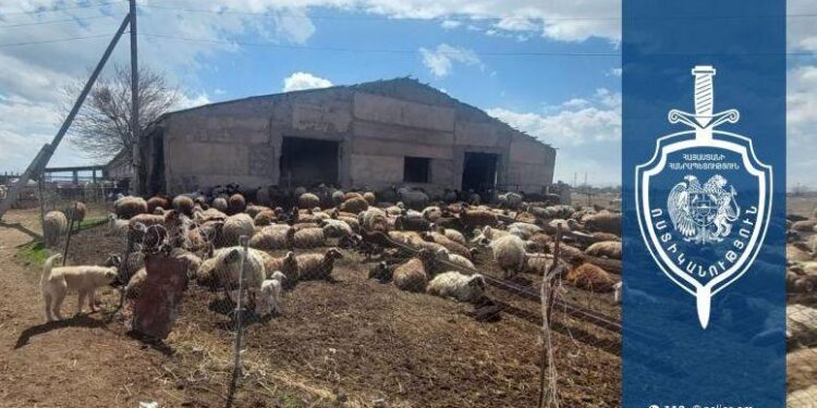 22-ամյա երիտասարդը փախցրել է ոչխարներով մեքենա, ապա վաճառել կենդանիները