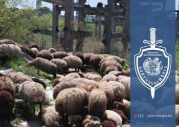 Շենգավիթում բացահայտվել է 224 ոչխարի գողություն․ մեկ կասկածյալ ձերբակալվել է