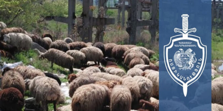 Շենգավիթում բացահայտվել է 224 ոչխարի գողություն․ մեկ կասկածյալ ձերբակալվել է